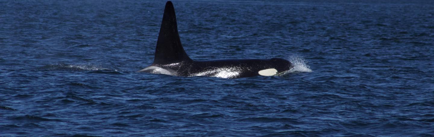 Southern Resident L Pod Orca Southern Resident L Pod Orca