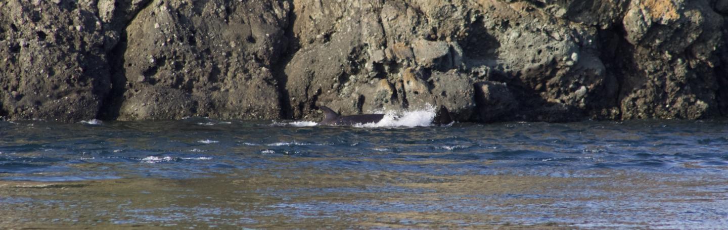 A young Bigg's Orca rides the current off of S. Pender Island Bigg's Orcas