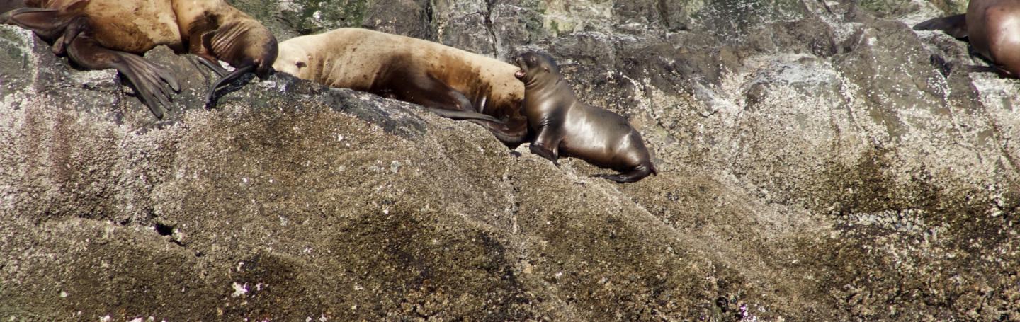 Steller Sea Lion Pups Steller Sea Lion Pups