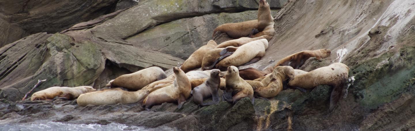 Steller Sea Lions on Sucia Island Steller Sea Lions