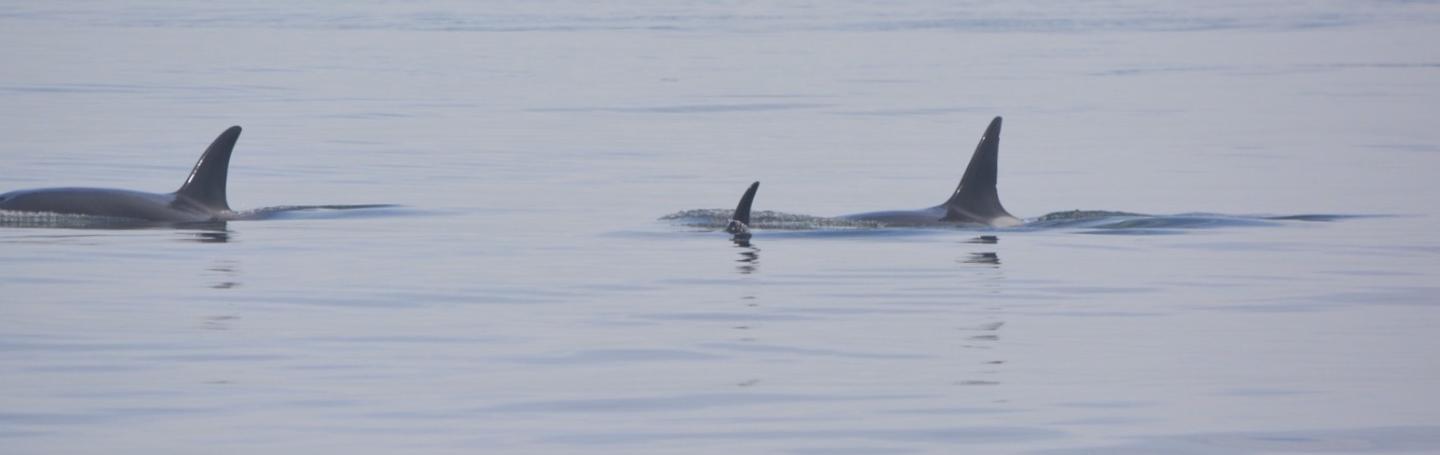 Transient pod Transient Orcas South of San Juan Island