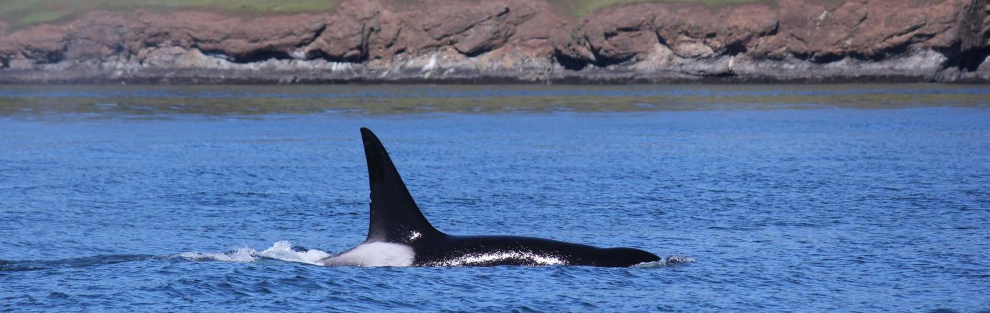 Bigg's Killer Whales by Spieden Island Bigg's Killer Whales by Spieden Island