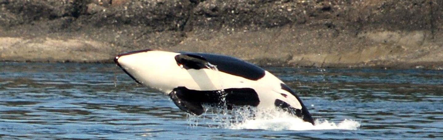 Killer Whales in the Salish Sea Bigg's Killer Whales near Clark Island