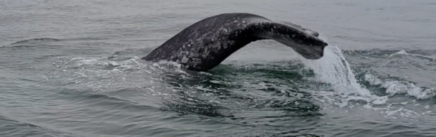Gray Whale Flukes in the Haro Strait Gray Whale near D'Arcy Island