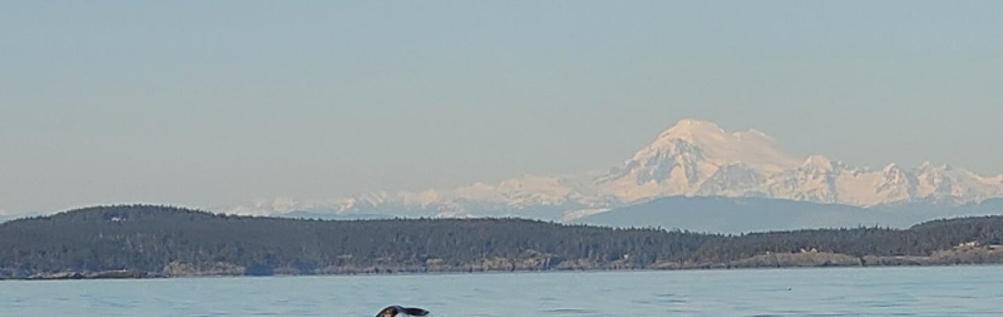 Gray Whale in Salish Sea