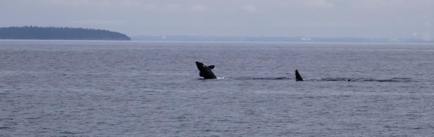 T49A4 copies their family members by breaching in Boundary Pass young Bigg's Orca breaches