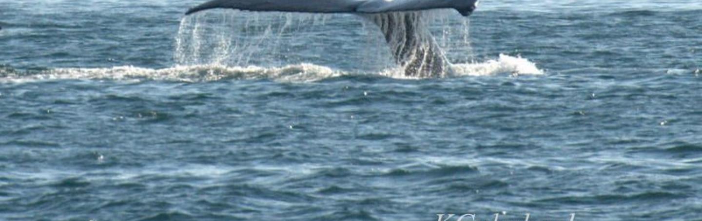 Humpback Whale in Haro Strait