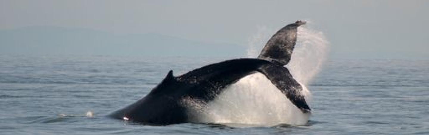 Humpback Whale in Strait of Georgia Humpback Whale in Salish Sea