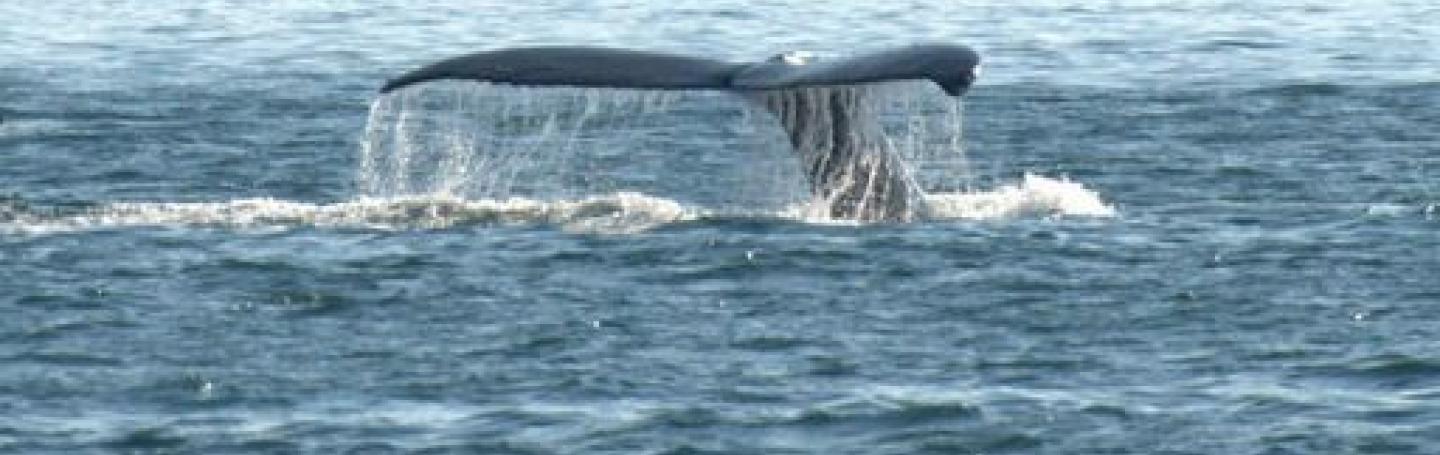 Humpback Whale Visits San Juan Island Humpback Whale in the Strait of Georgia