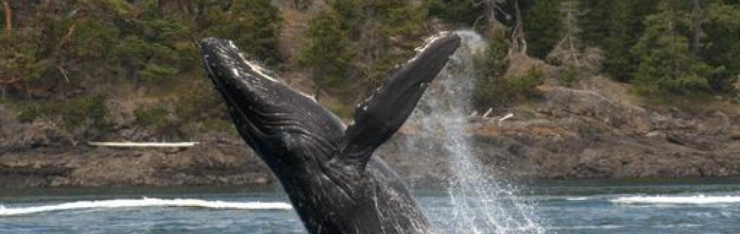 Humpback Whales Breaching in Strait of Georgia Humpback Whale Breaching
