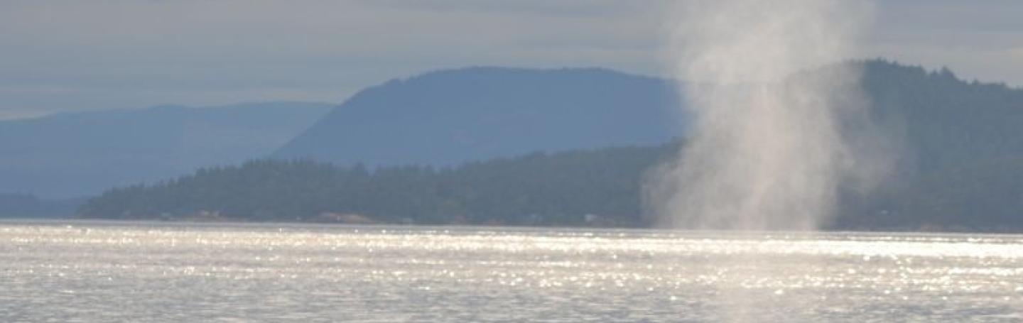 Humpback Whale surfacing for air