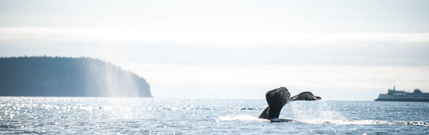 Humpback Whale
