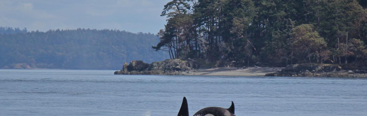 Bigg's Killer Whales near Saltspring