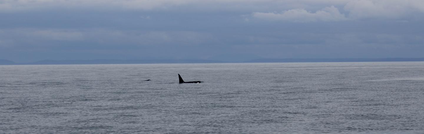 T087 breathing Male Transient Orca in Haro Strait