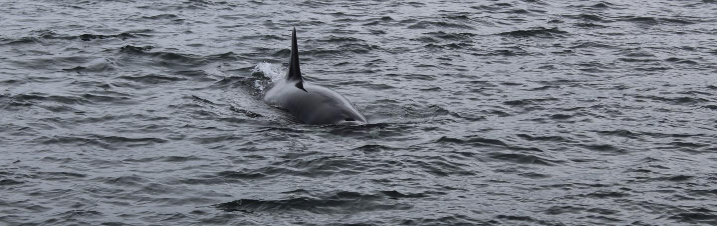 Adult Female Transient Orca off of Stuart Island Adult Female Transient Orca near San Juan Island