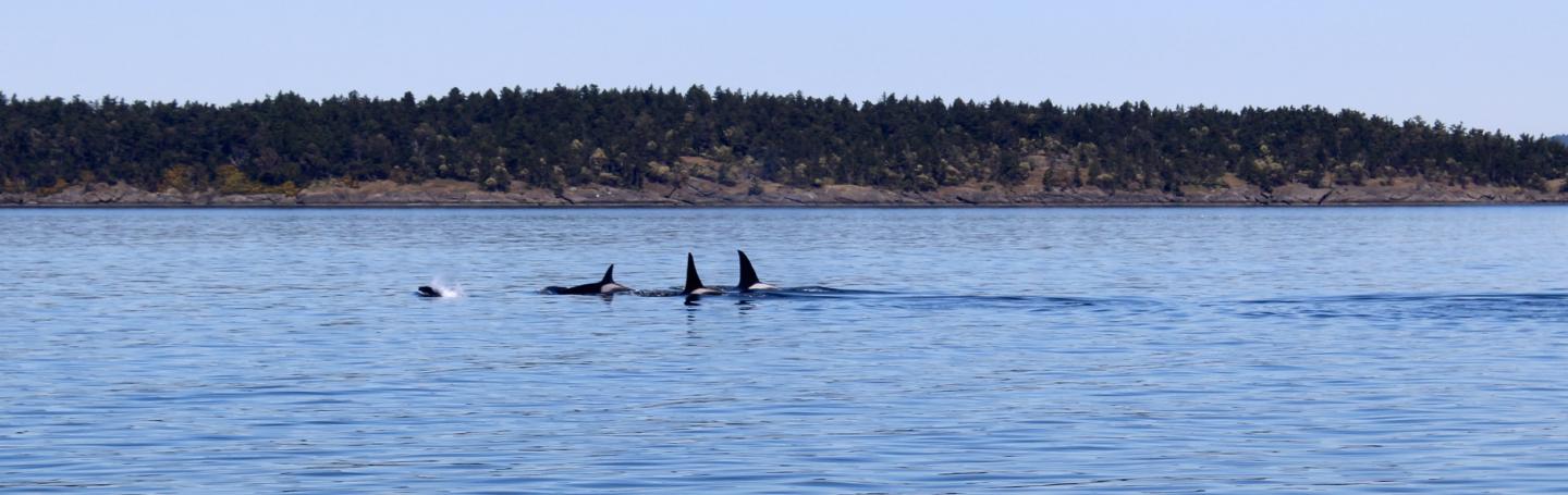 Happy Trails: T18s traveling together Transient Orcas near Gooch Island