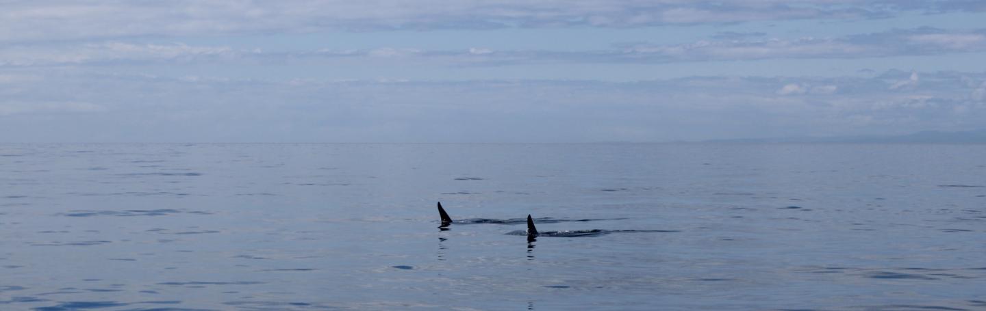 Two Male Transients travel in Strait of Juan de Fuca Transient Orcas in Strait of Juan de Fuca