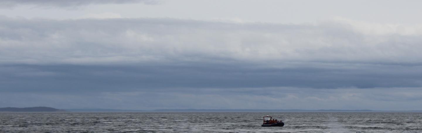 T75s and T77s traveling Transient Orcas in Haro Strait