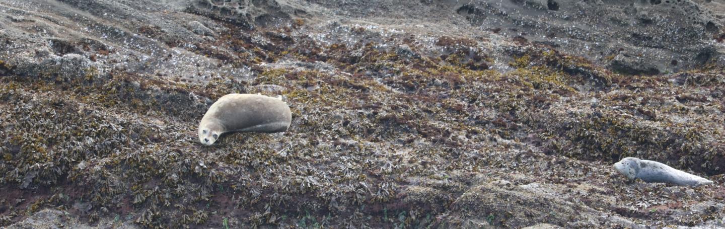 Harbor Seals on Rock
