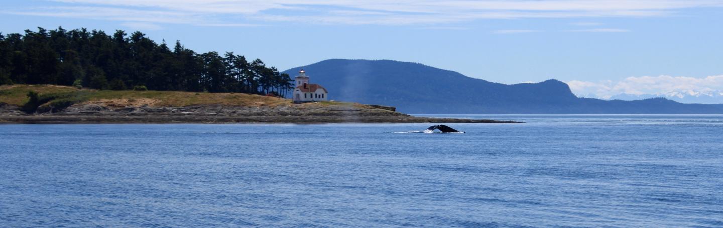 Humpback Whale flukes in front of Patos Island Lighthouse and Turtleback Ridge Humpback Whale Fluking near San Juan Island