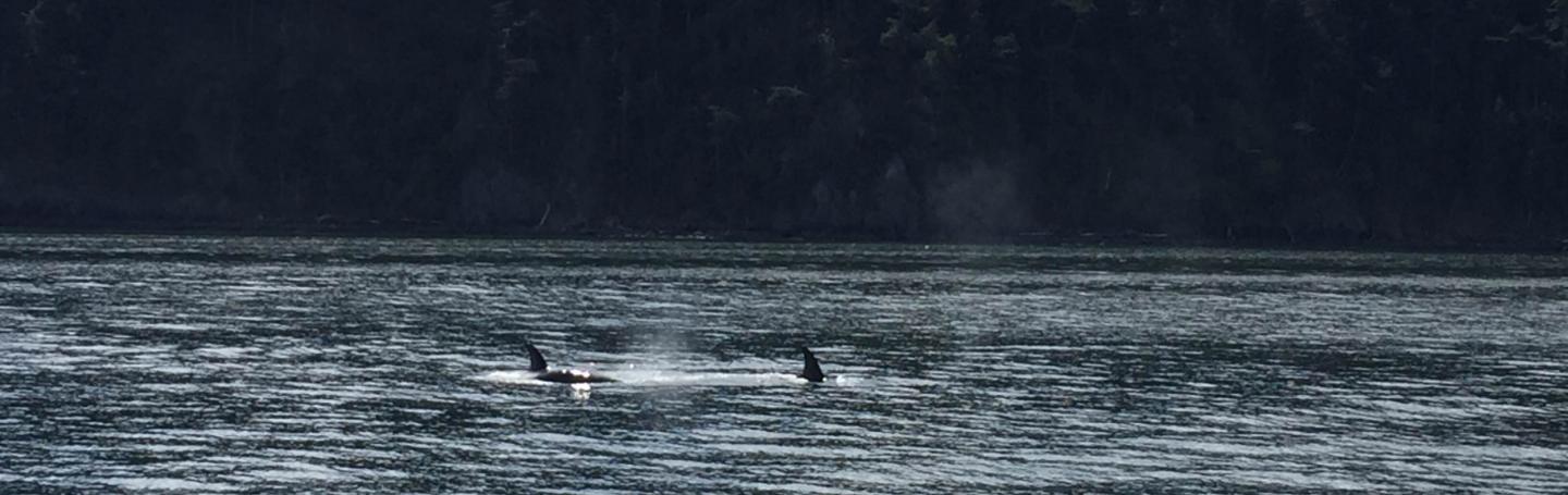 T65As hunt in Rosario Strait Transient Killer Whales near Orcas Island