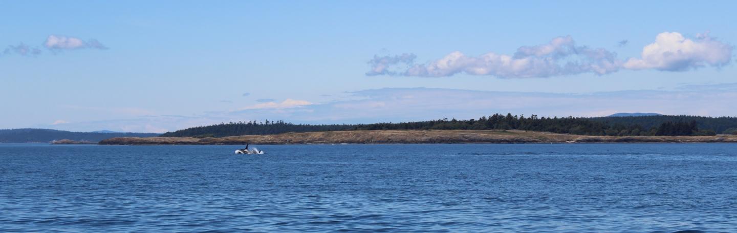 J pod males racing J pod whales