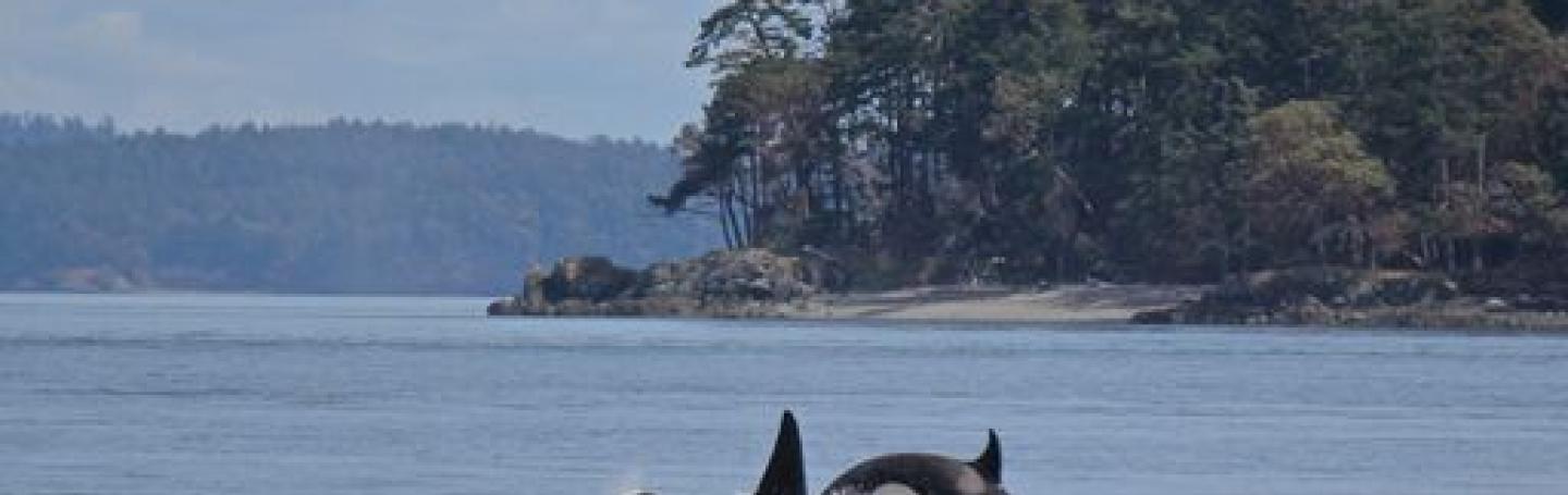 Bigg's Killer Whales near Cypress Island