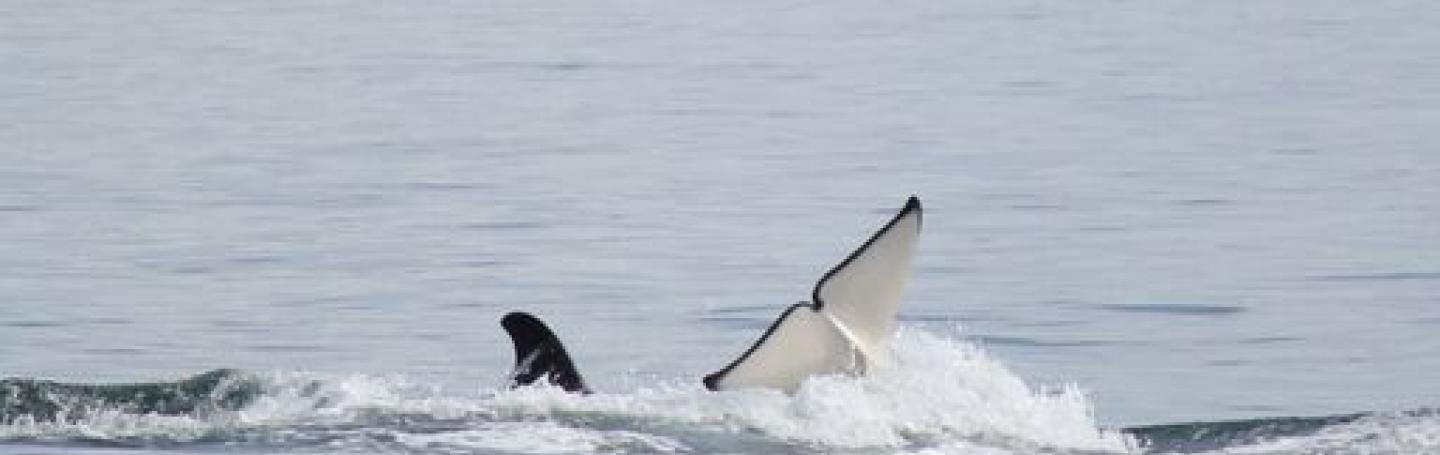 Bigg's Killer Whales Socializing Bigg's Kller Whales Socializing