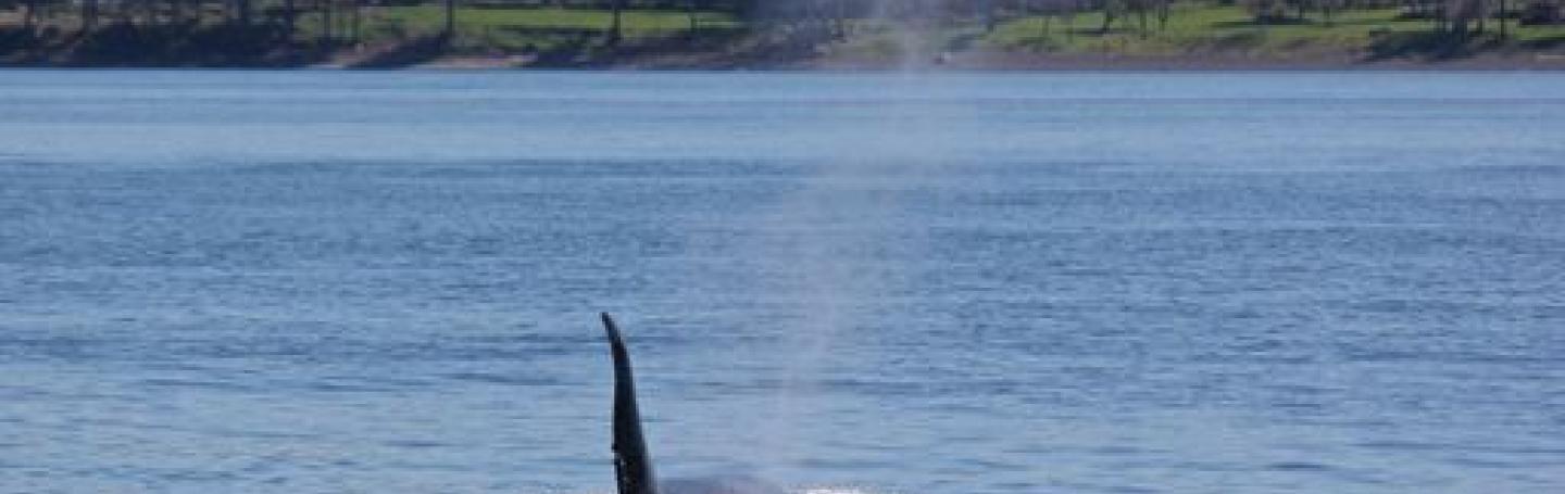 Bigg's Killer Whales Bigg's Killer Whales