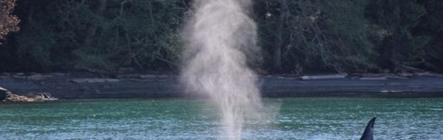 Bigg's Killer Whales Near Stewart! Bigg's Killer Whales Near Stewart!