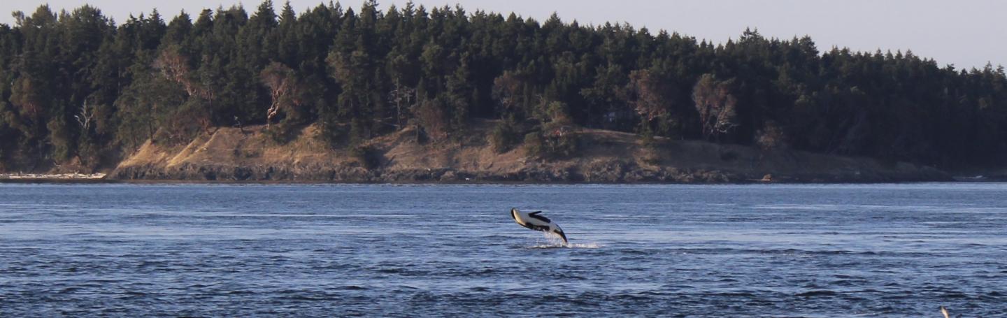 member of J pod breaching off of Henry Island Orca breaching