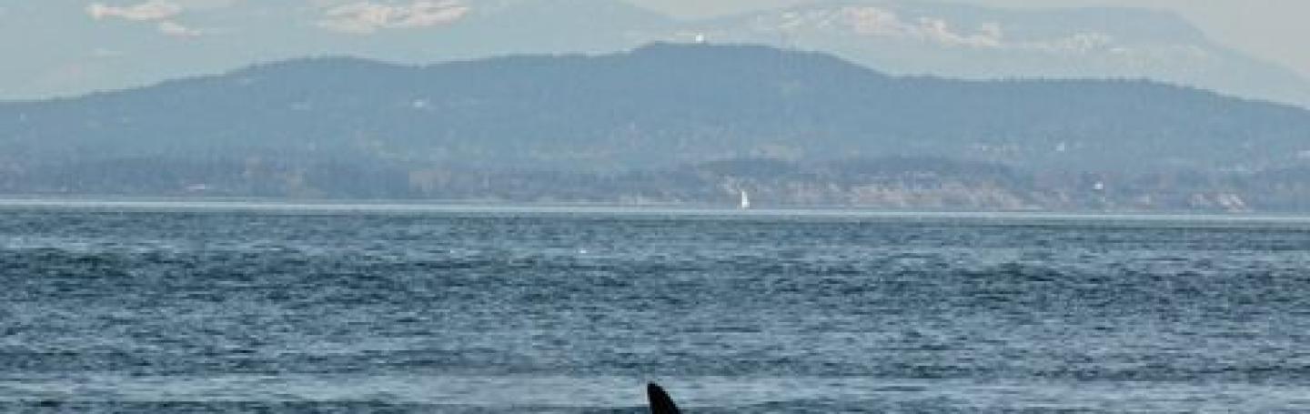 Biggs Killer Whales in San Juan Channel Biggs Orcas Visit Friday Harbor