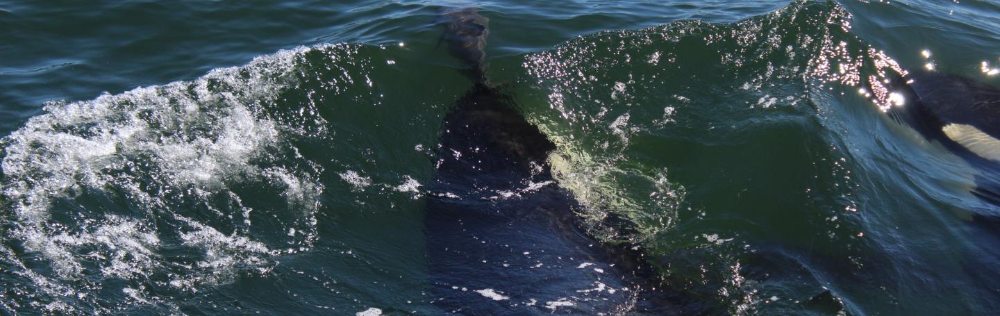 Tahlequah harasses Harbor Porpoise with Notch J pod Orca