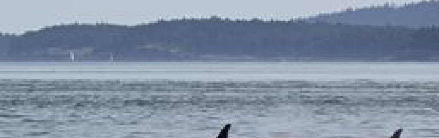 Bigg's Killer Whales in Haro Strait Bigg's Killer Whales in Haro Strait