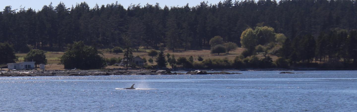 T065A3 in Griffin Bay Transient Orca in Griffin Bay near San Juan Channel