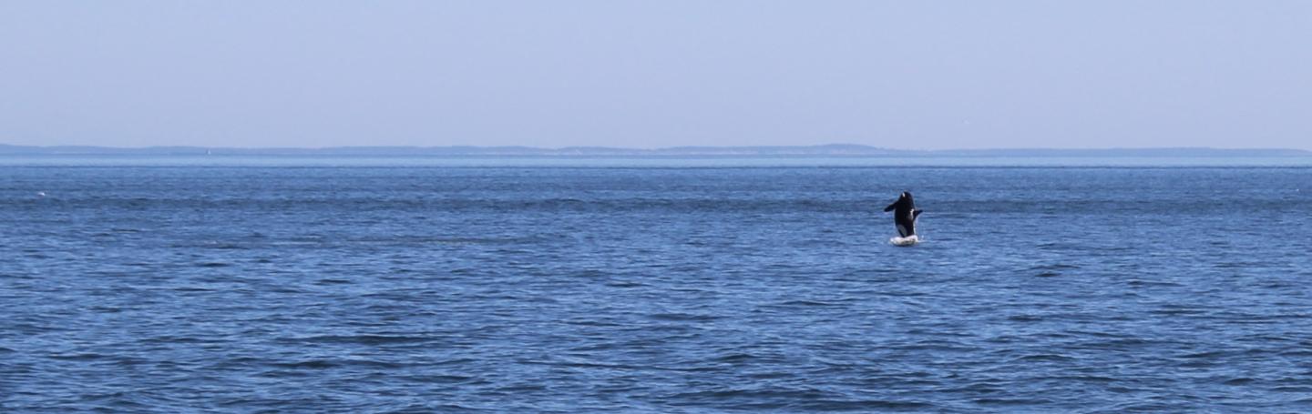 Southern Resident Killer Whale breaches off of San Juan Island orca breach