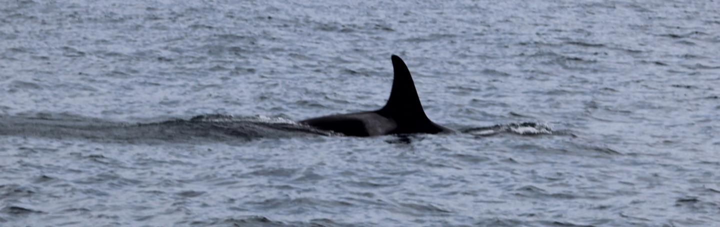 L pod orca orca