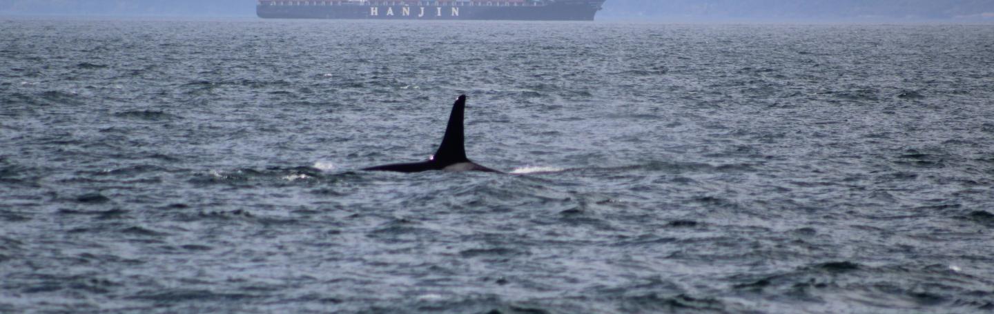 Doublestuff J-34 swims through the Strait Southern Resident Orca