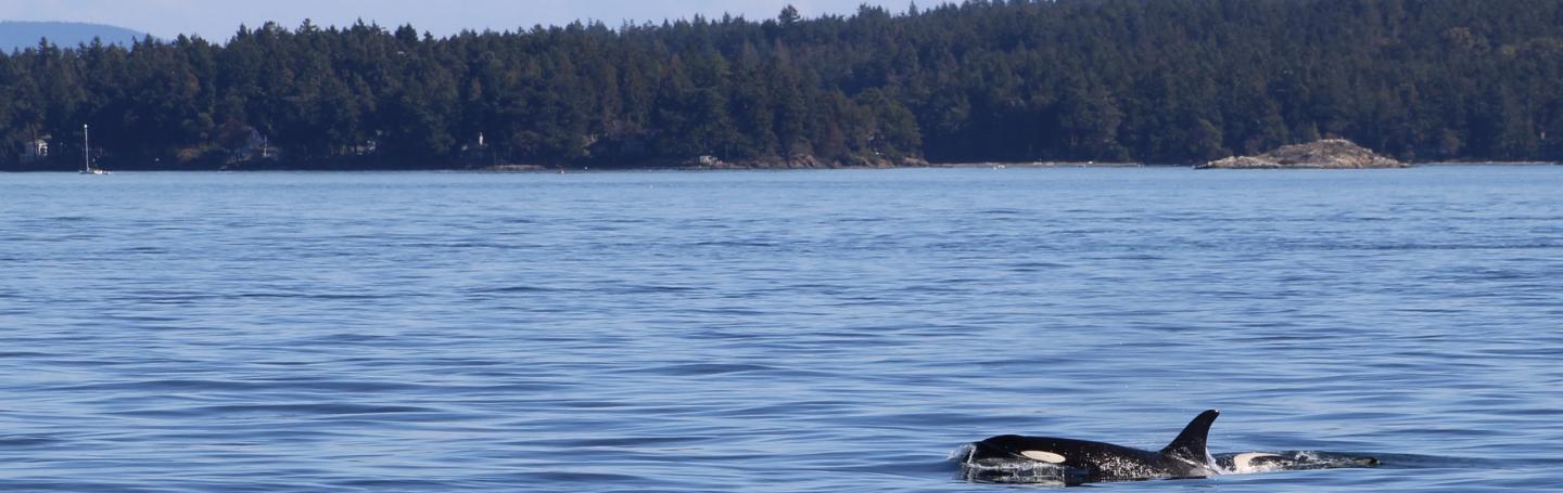 J pod members goof off in Haro Strait orcas