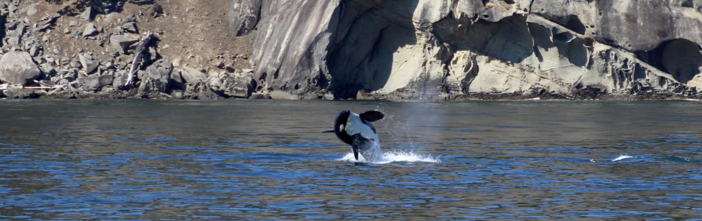 Young Southern Resident Orcas breaches in front of Monarch Head breaching orca