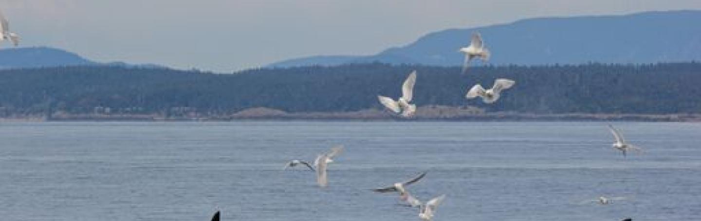 Orcas in the Strait of Juan de Fuca