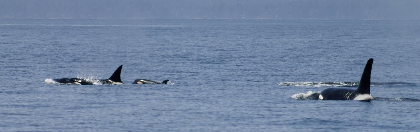 Transient (mammal-eating) Orca Whales