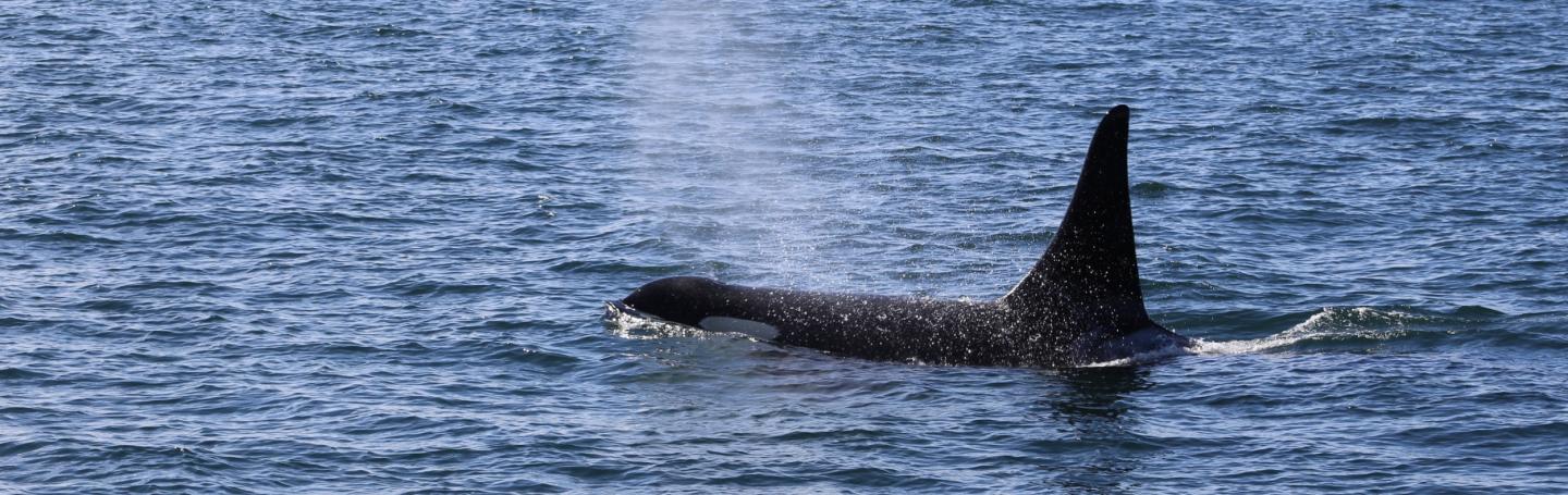Onyx (L87) swims on after catching a large Salmon Southern Resident Orca
