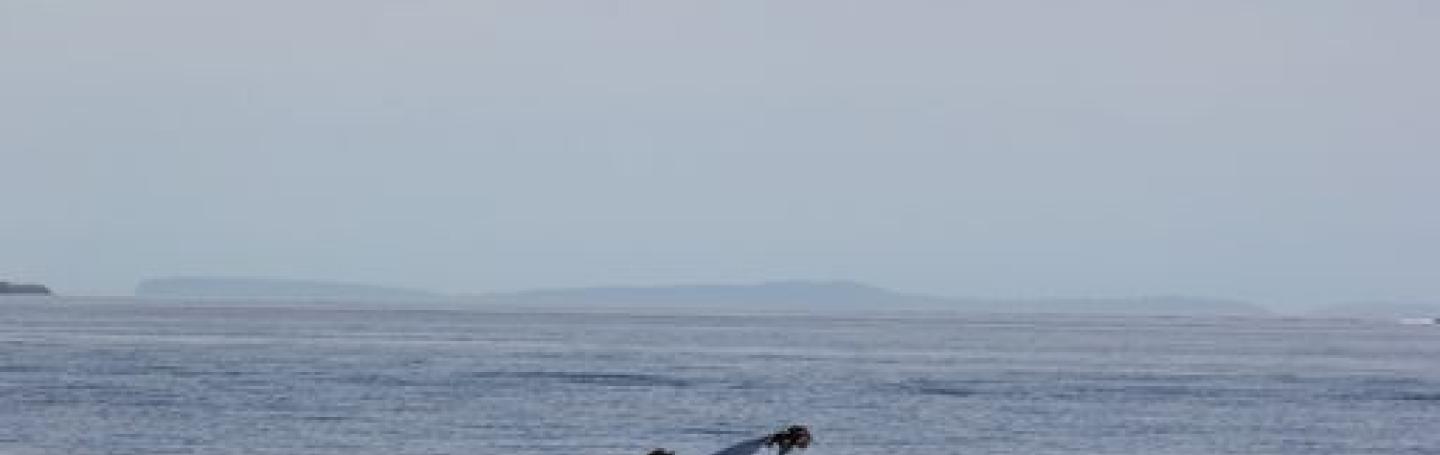 Humpback Whale off Orcas Island Humpback Whale in Rosario