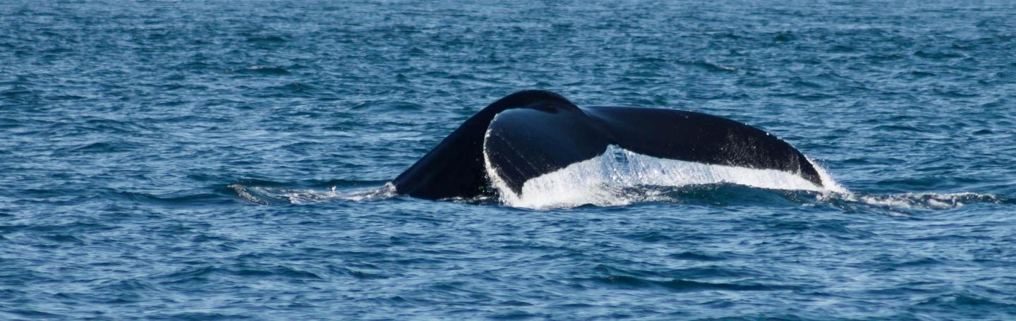 Heather the Humpback Whale