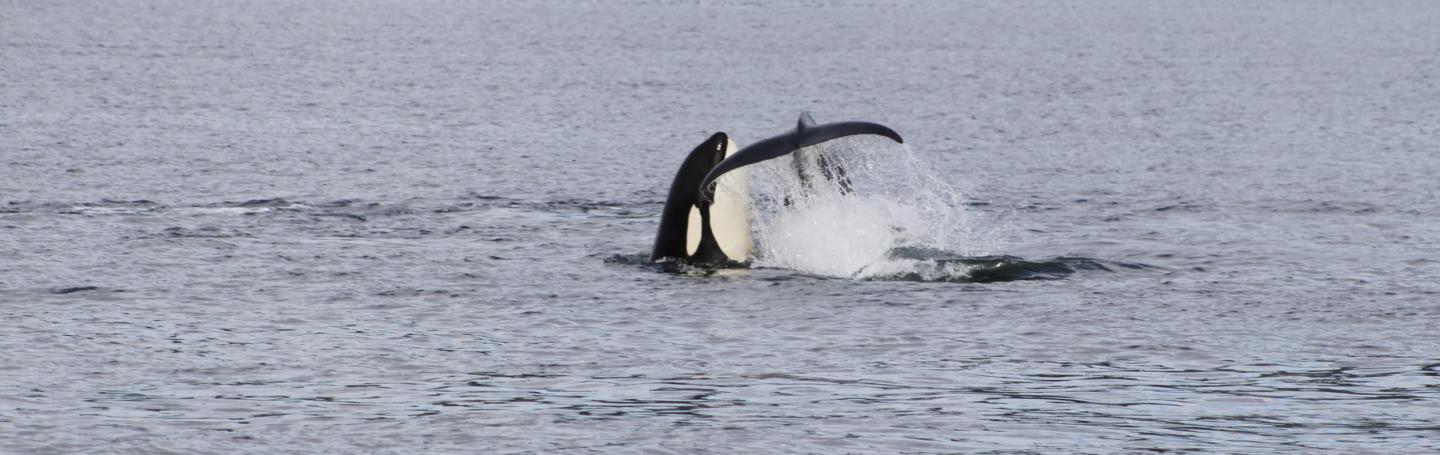 Spyhop face slap Transient Orca