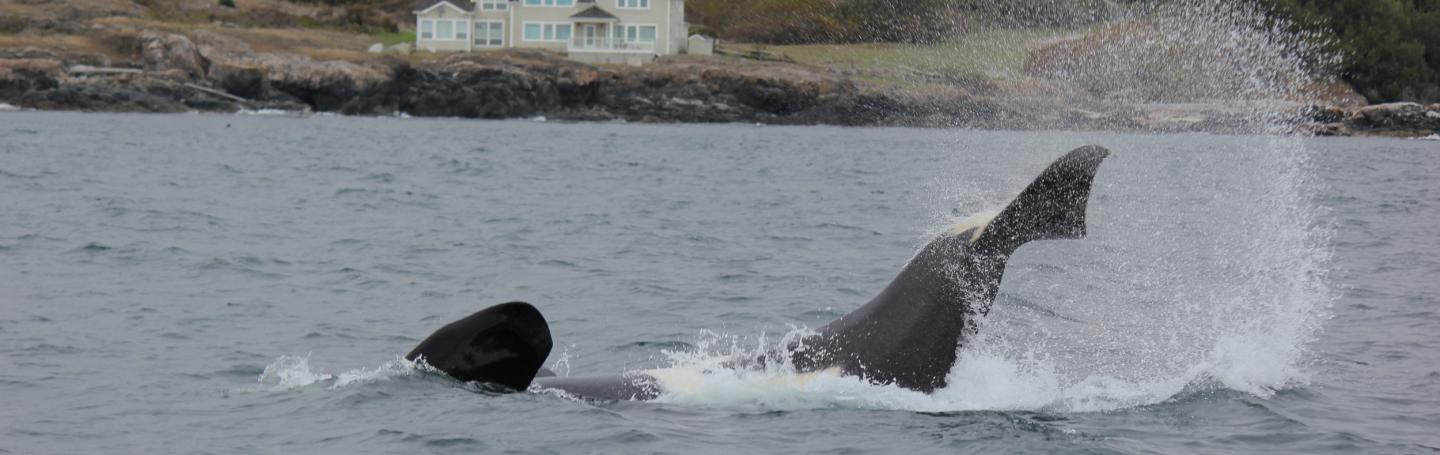 Orca Tail Slap Orca whale tale slap near San Juan Island - San Juan Safaris