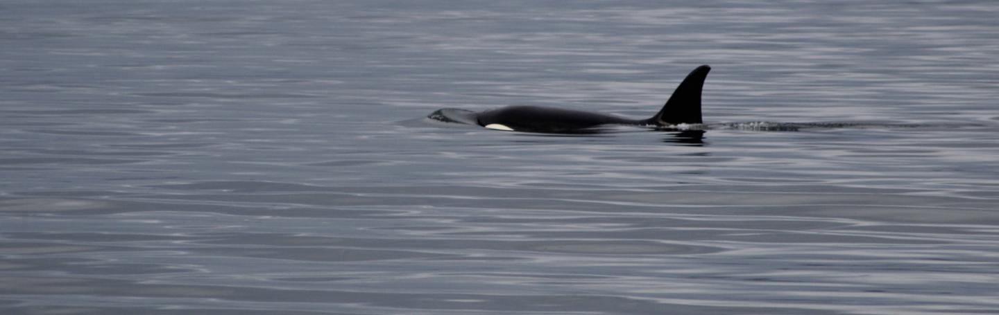 Transient Orca