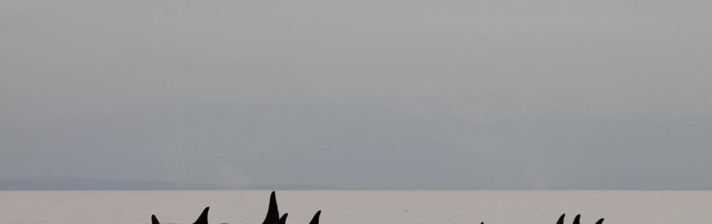 Some Southern Residents Return to the Salish Sea