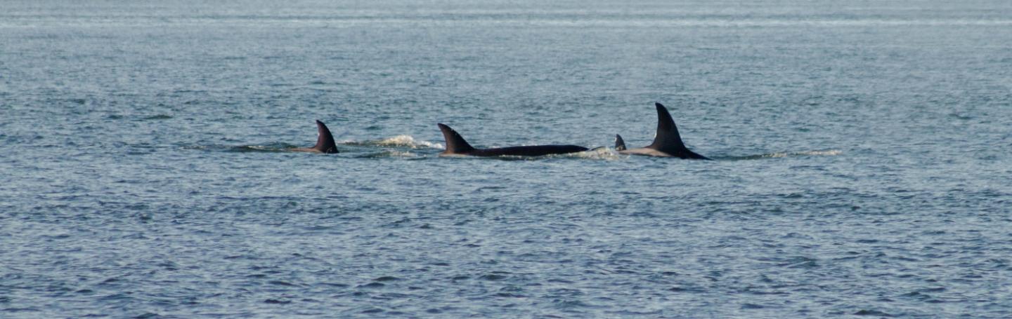 orcas orcas